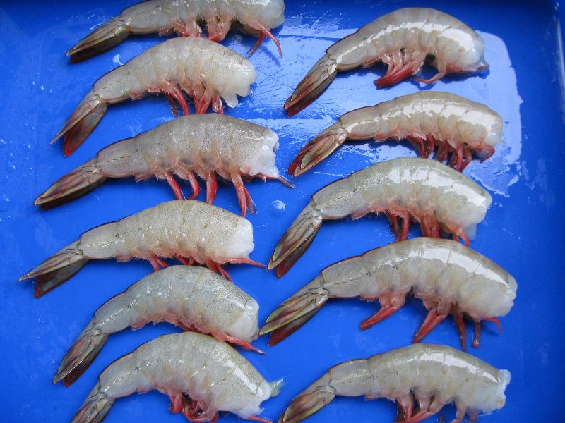 Sea White Shrimp (HLSO 3)