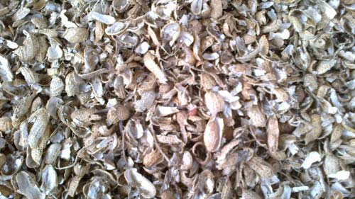 Groundnut Shells