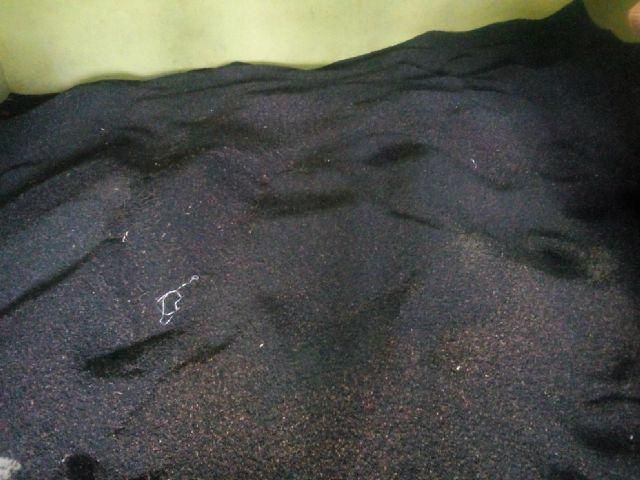 Black Pepper Seed 05