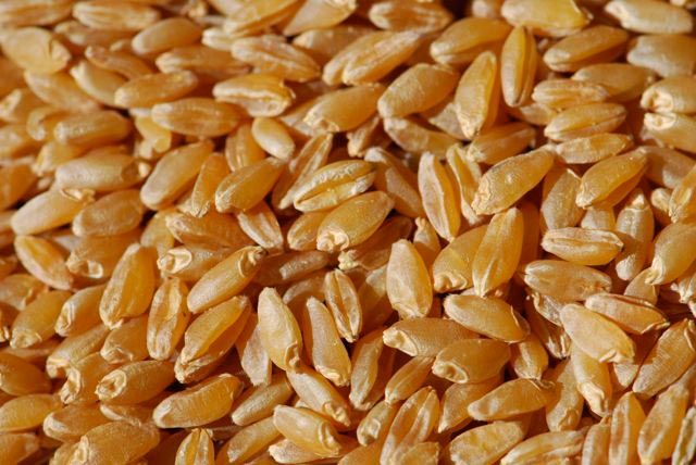 Aestivum Wheat Seeds