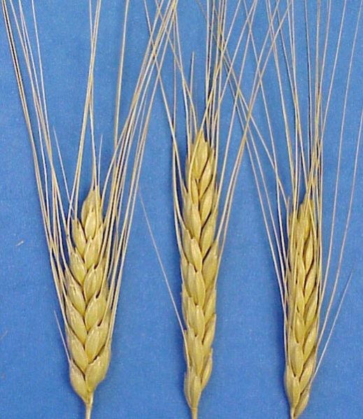 Dicoccum Wheat Seeds