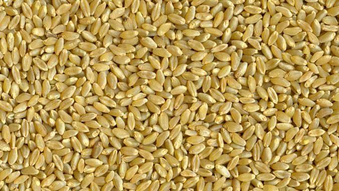 Durum Wheat Seeds