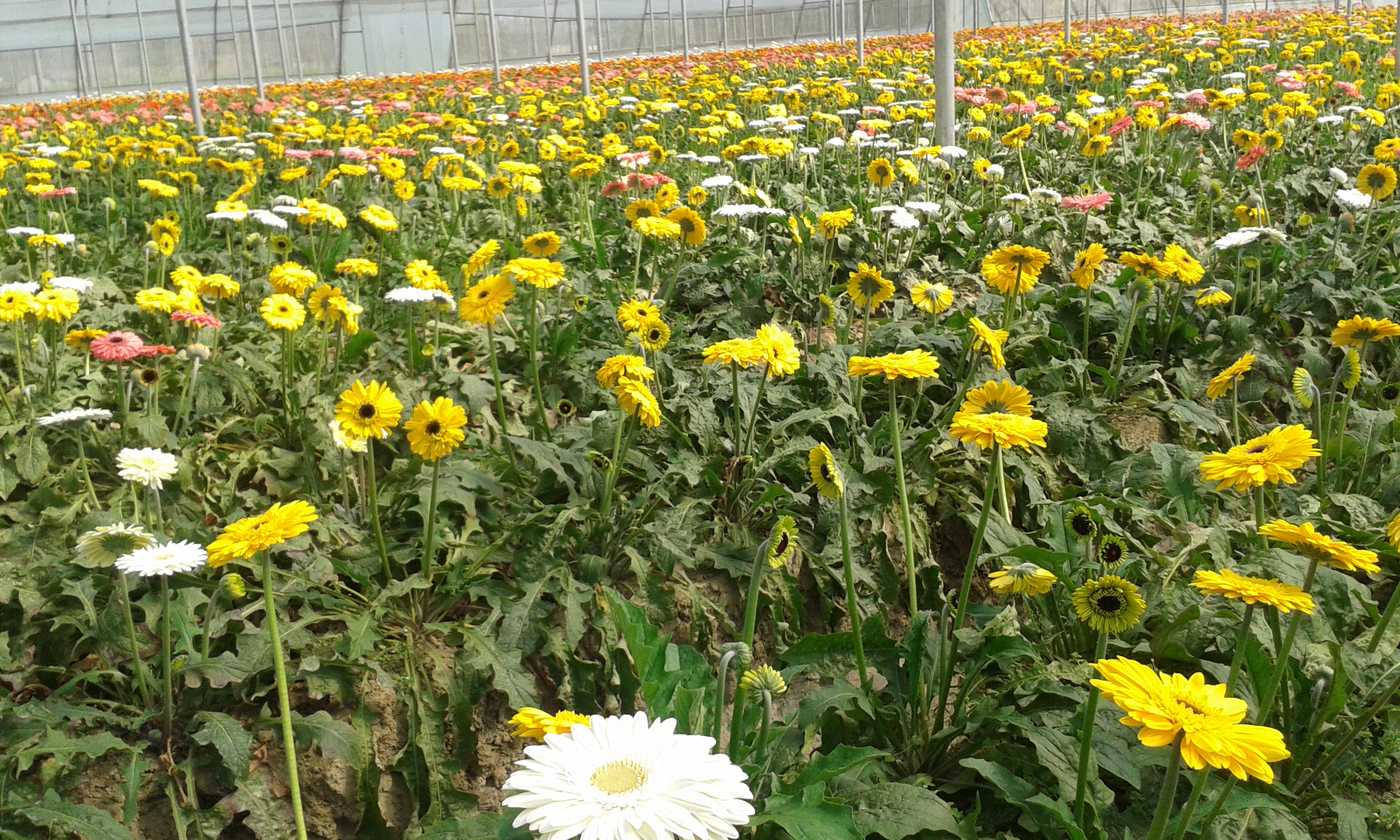 SriJagat Poly House Co. in Adampur, Jalandhar, Punjab Gerbera Flower