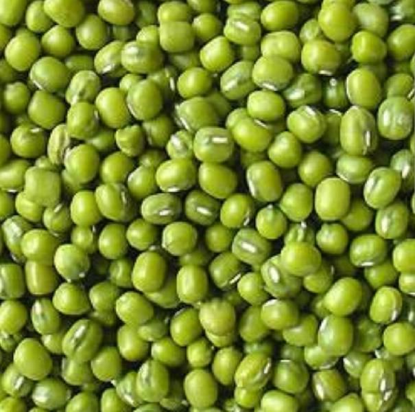 Mung Beans 02