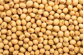 Soybean Seeds 01
