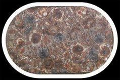 Petrified Wood Table Top