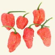 Bhut Jolokia Powder