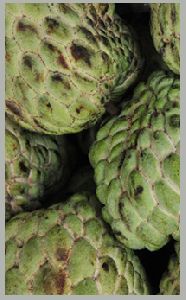 Custard Apple