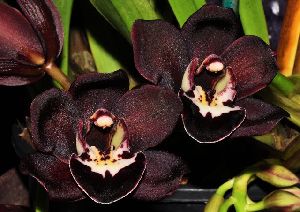 Cymbidium kiwi midnight Black orchid