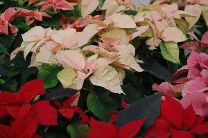 lalupate the christmas flowers