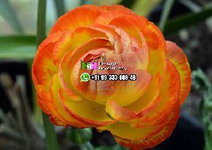 Ranunculus tubers flower