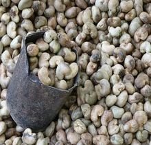 Finest Quality raw cashew