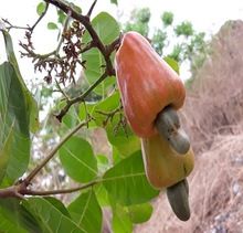 Ultimate Raw cashew nuts