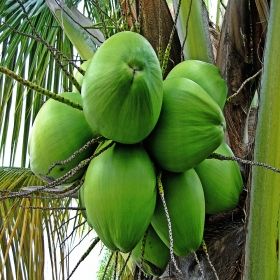 Tender Coconut