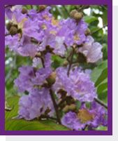 Lagerstroemia Speciosa