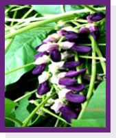 Mucuna Pruriens