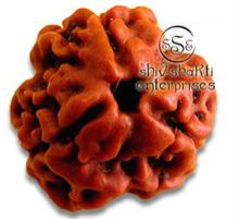 3 Mukhi Rudraksha