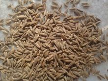 Cumin Seed