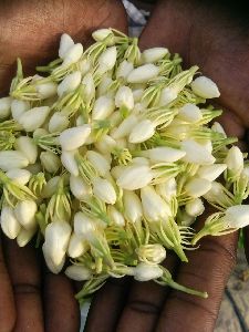 jasmine plants