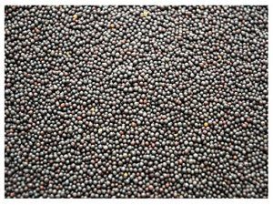 Mustard Seeds
