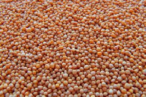 Mustard Seeds