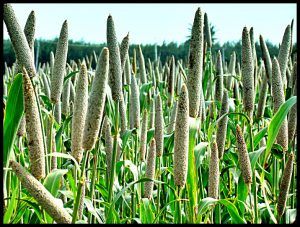 Green Millet