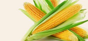 Yellow Maize Corn