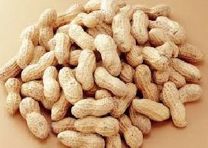Shelled Peanut