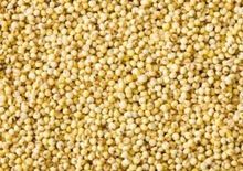 foxtail millet