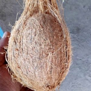 Semi Husked Coconut