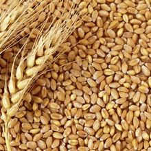 Wheat Grain