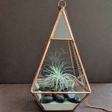 Black metal glass plant terrarium