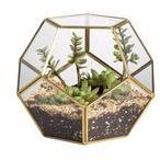 Glass terrarium glass for plant