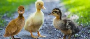 duck chicks