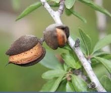 almond seed