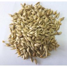 Deshi Bamboo Seeds