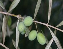 olive tree seeds