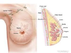C Breast Cancer