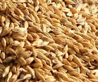 barley malt