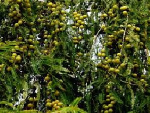 Agroforestry Services