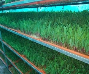 Hydroponic Green Fodder Machine Set Up