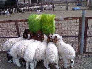 Hydroponic Green Fodder Machine Set Up