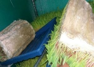 Hydroponic Green Fodder Machine Set Up