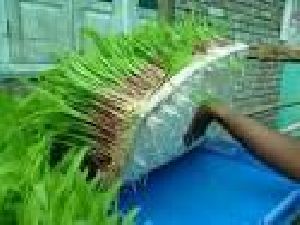 Hydroponic Green Fodder Machine Set Up