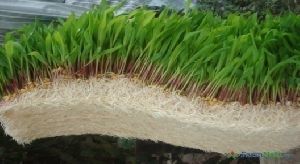 Hydroponic Green Fodder Machine Set Up