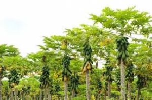Agroforestry Services