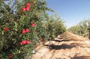 Agroforestry Services