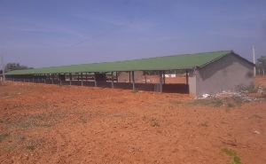 Poultry Shed Construction Services