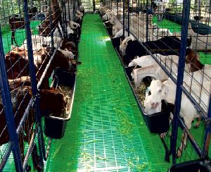 PP Floor Elevated Goat Shed Construction Services