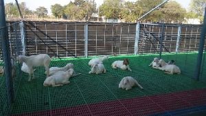 PP Floor Elevated Goat Shed Construction Services